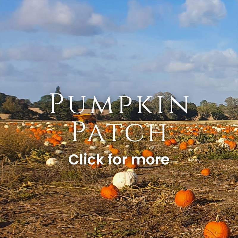 Pumpkin Patch