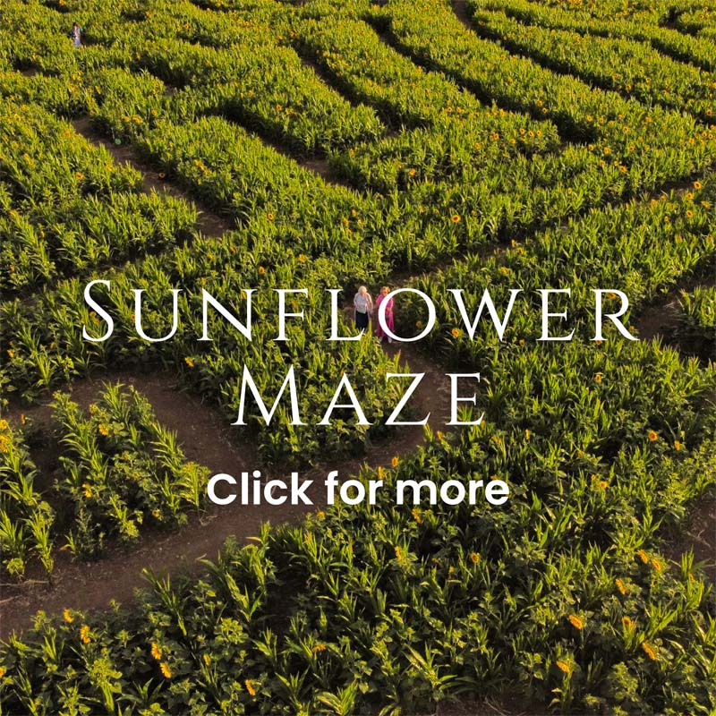 Sunflower Maze