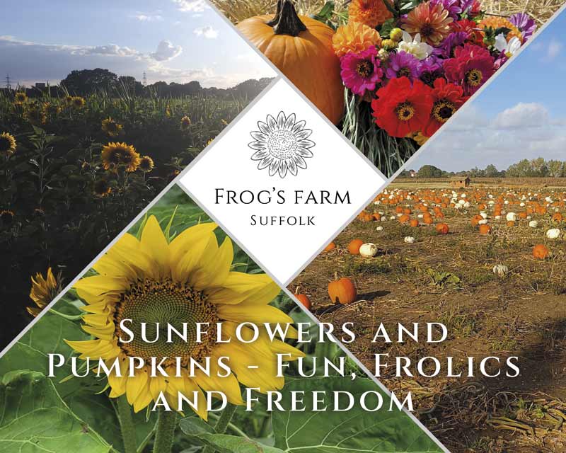 Frog' Farm Suffolk - Sunflowers and Pumpkins - Fun, Frolic and Freedom